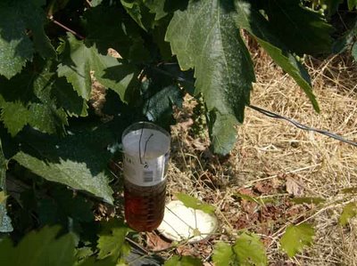Παγίδα Εντόμων