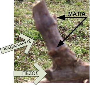 Κλάδεμα της Ντεμίνας στα δύο μάτια