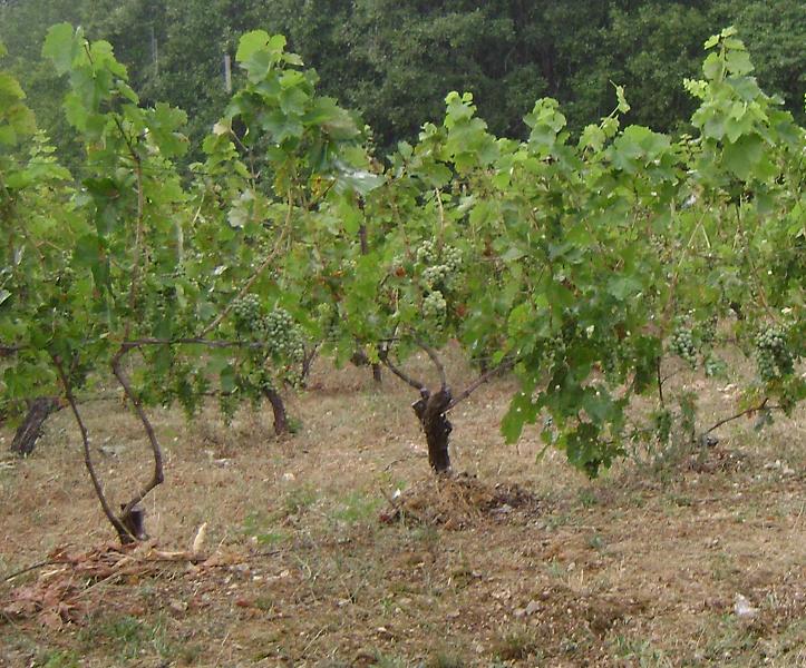 Αμπέλια Παρατηρητήριο Ζίτσας - Λιγοψάς